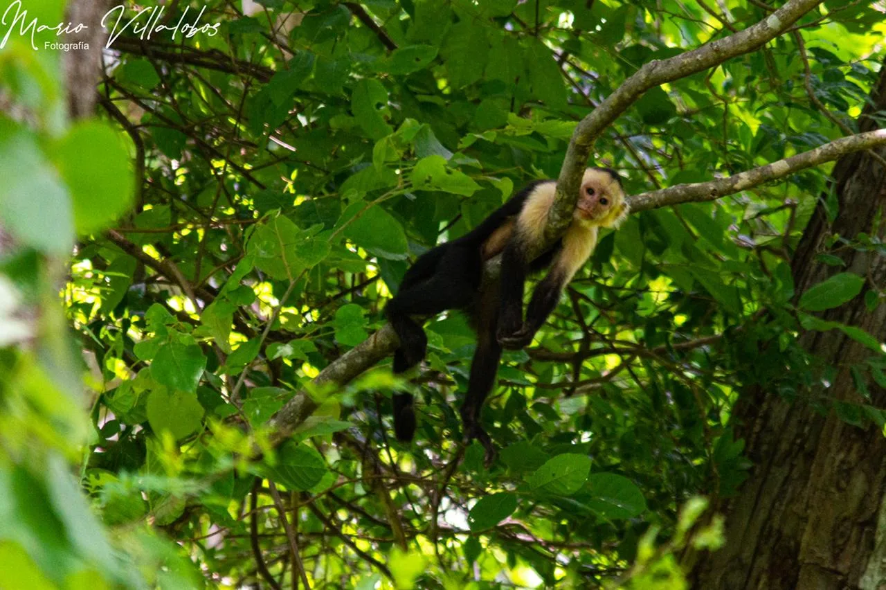 Fauna local