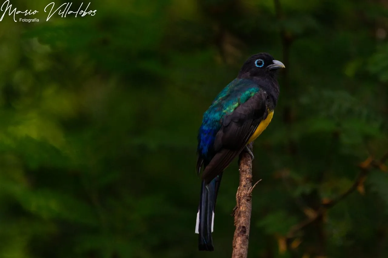 Fauna local